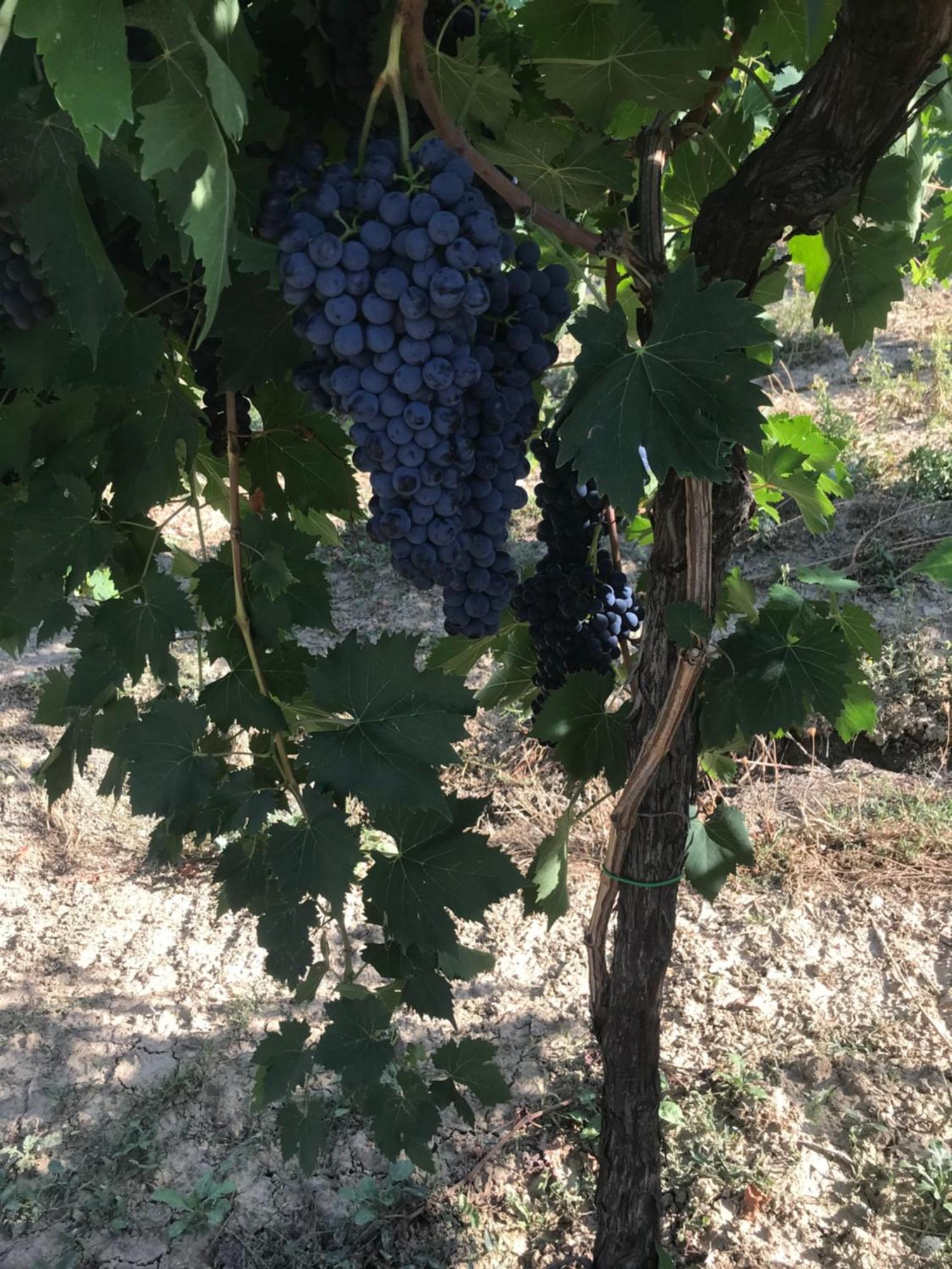 Agriturismo Cerquatonda Montalto delle Marche Eksteriør bilde