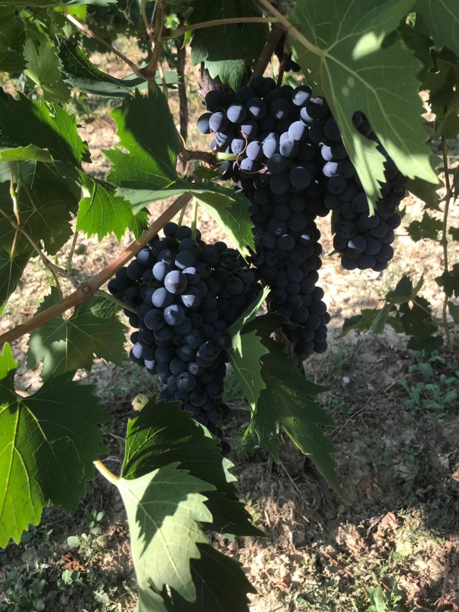 Agriturismo Cerquatonda Montalto delle Marche Eksteriør bilde