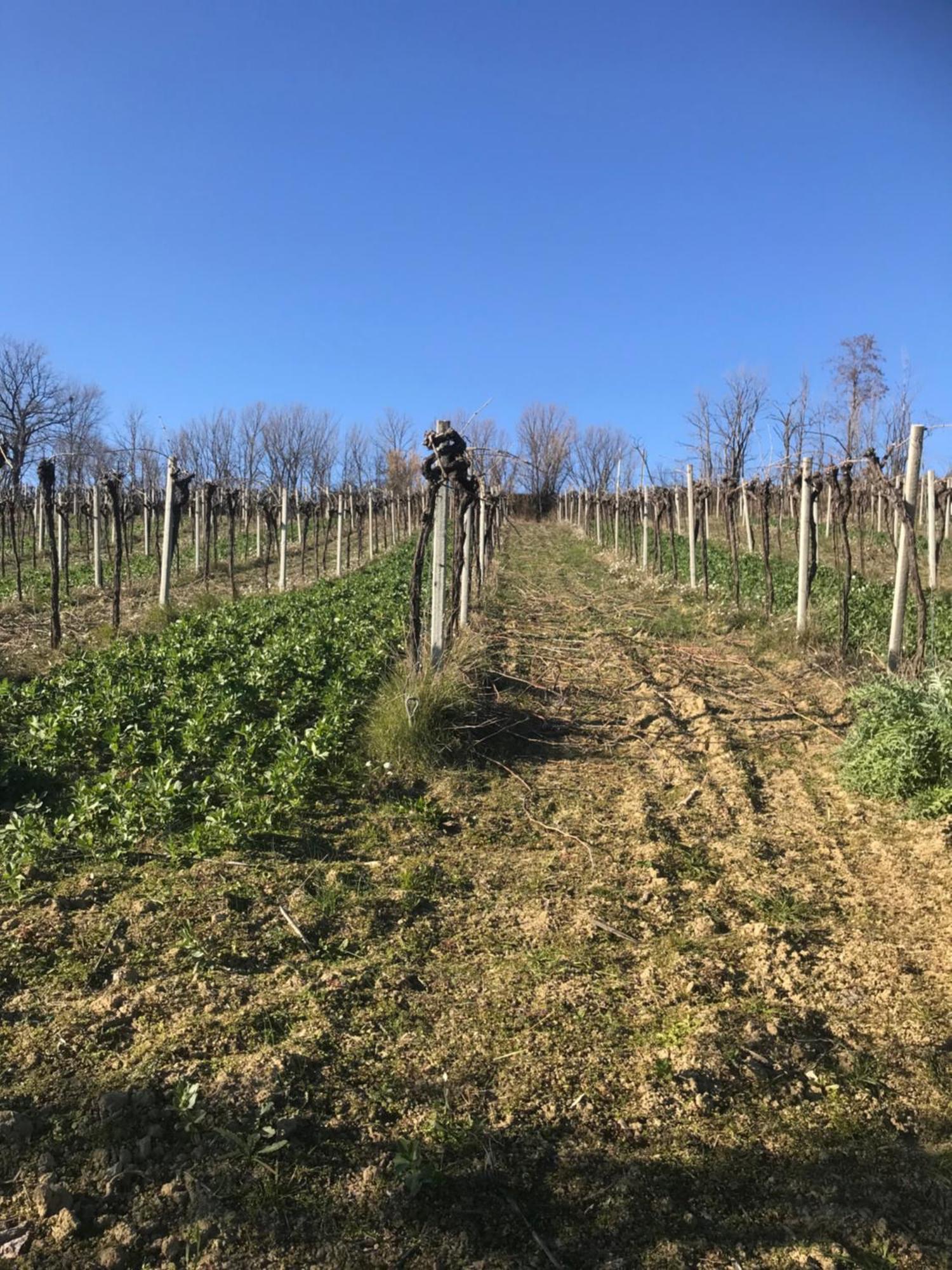 Agriturismo Cerquatonda Montalto delle Marche Eksteriør bilde