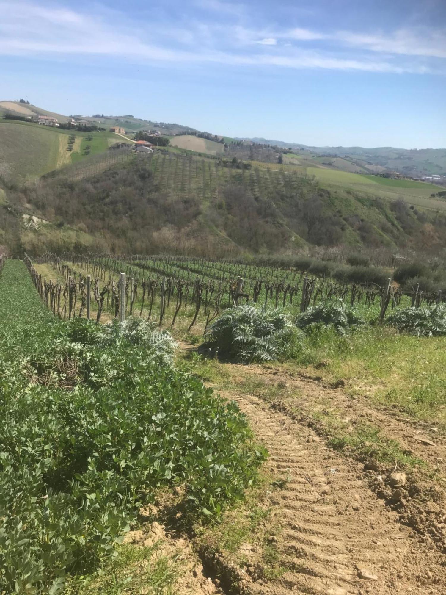 Agriturismo Cerquatonda Montalto delle Marche Eksteriør bilde