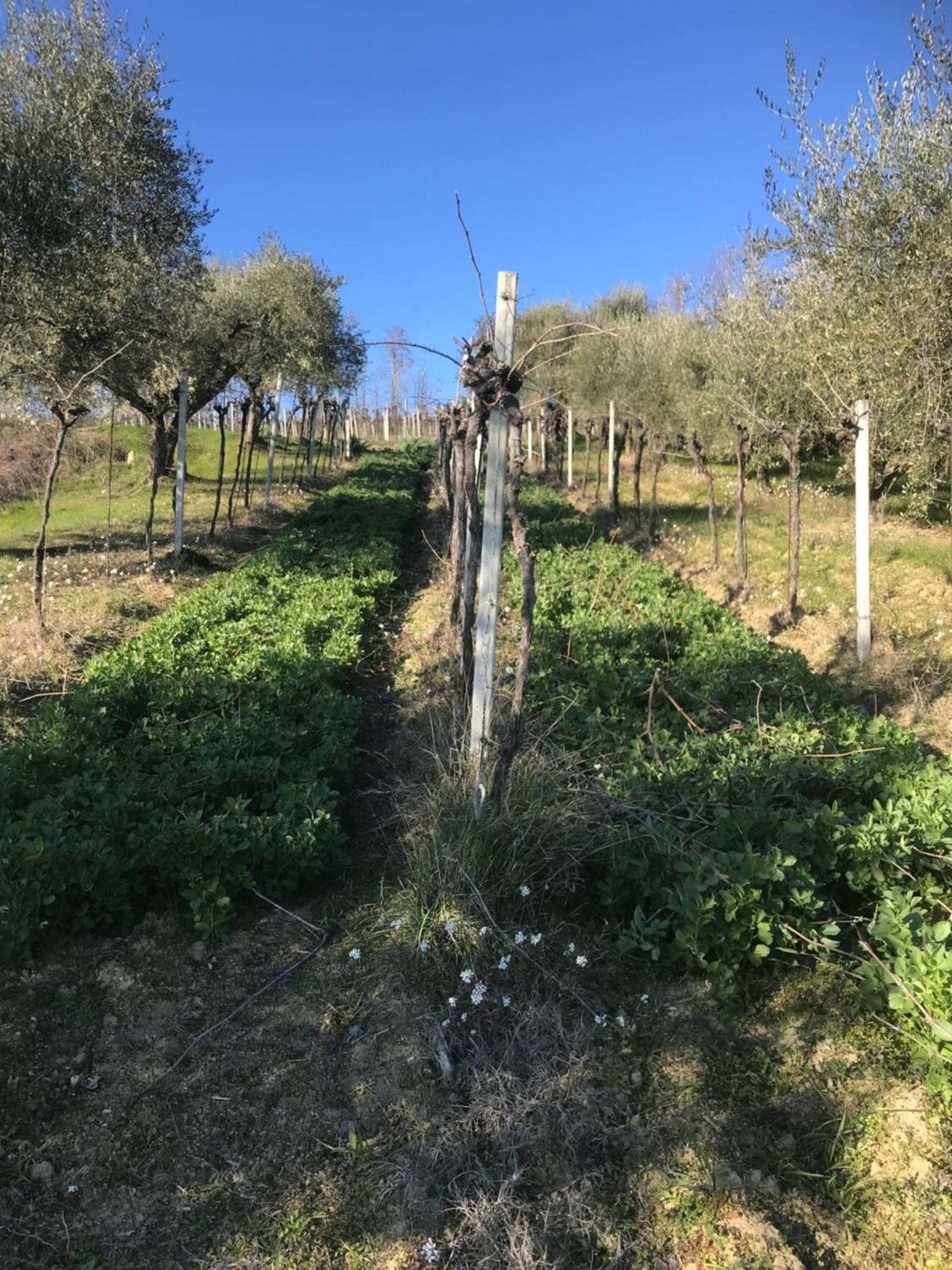 Agriturismo Cerquatonda Montalto delle Marche Eksteriør bilde